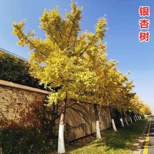 金叶银杏 从树苗到风景，南北方种植与经营指南