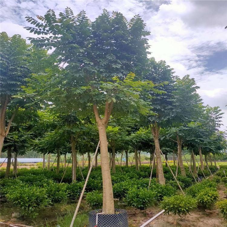 福建火焰木与澳洲火焰木自产自销及20公分树木种植经营指南
