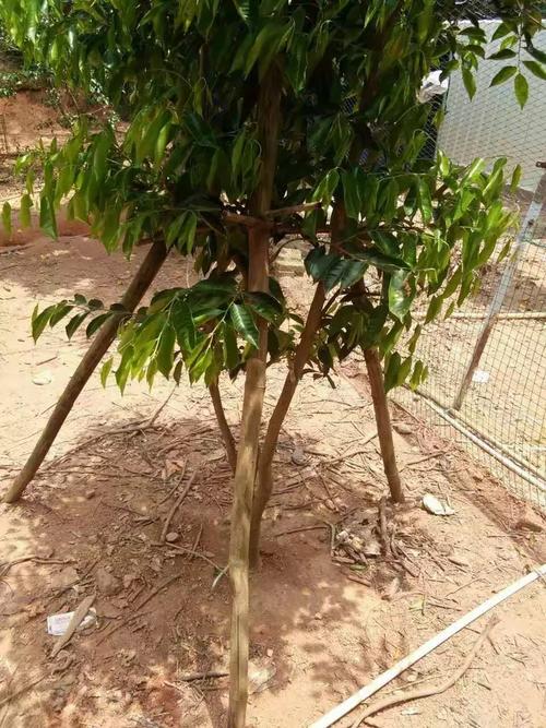 为什么选择种植棋楠树 树木种植经营的战略解析