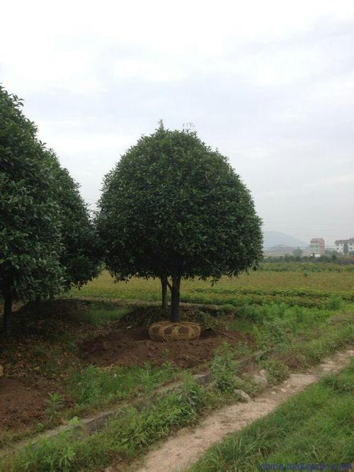 桂花树种植全攻略 从选苗到成林，树木种植经营厂家实战指南