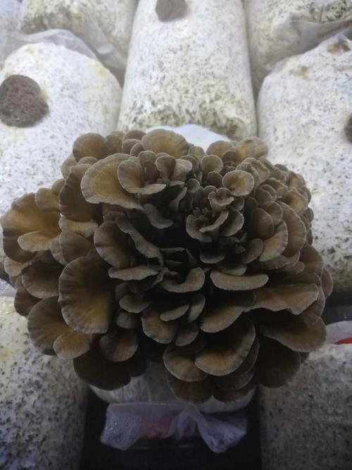 工厂化种植新鲜有机灰树花与树木种植经营 绿色产业的创新融合