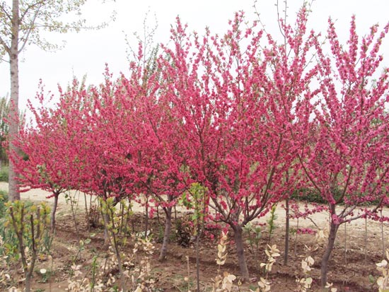 山东樱花与泰安樱花 树木种植经营的双璧