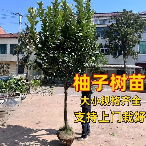 大柚子树苗南北方庭院别墅栽种指南 打造特大红心柚景观树的种植经营全攻略