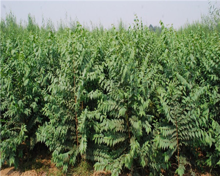 家园榆树种植与经营管理指南