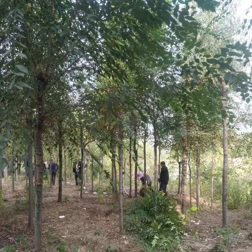 池畔孤植成景，工厂四旁皆宜——优良观赏树种的种植经营之道