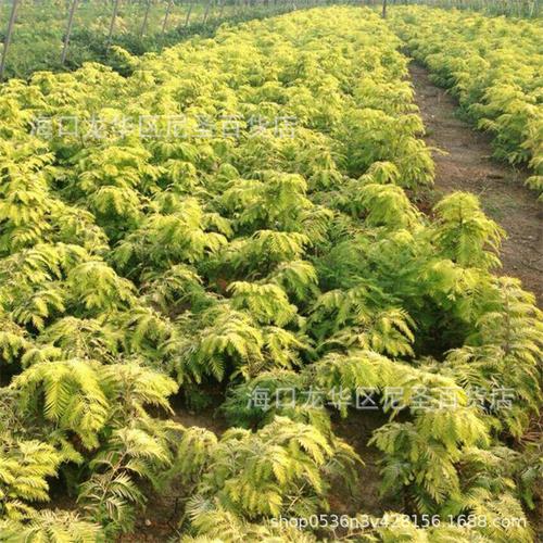 泡桐树种子种植经营 轻型木质木材的致富之路