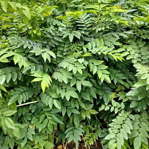 海南黄花梨树 绿化栽植与行道树的优选多规格供应