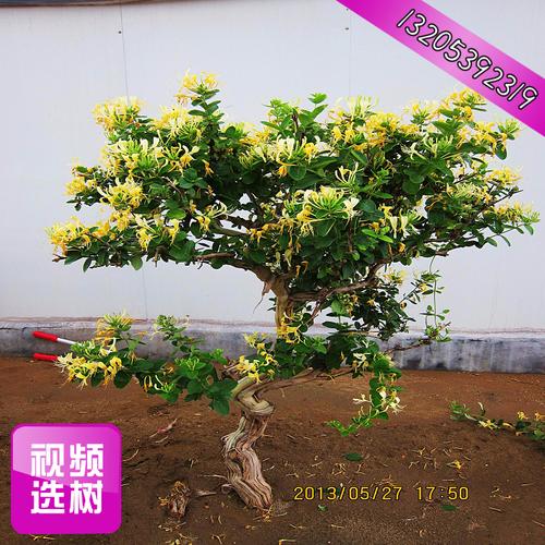 造型树桩金银花树种植经营指南 从基地批发到四季花开的致富之路
