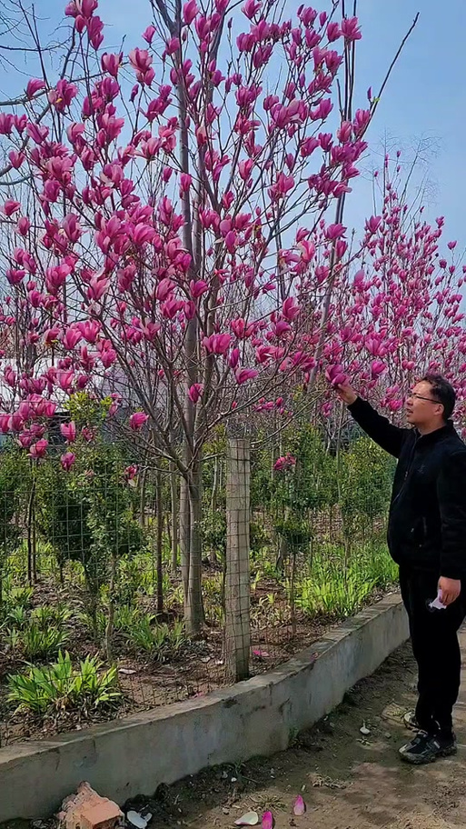 紫玉兰 庭院里的金玉满堂，