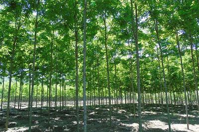 继煤、石油、天然气后，这种树的能源价值全球公认——树木种植经营的绿色革命