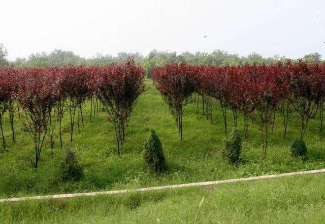 2019年林业种植树木补贴预测,补贴的标准大概是多少?农民来看看
