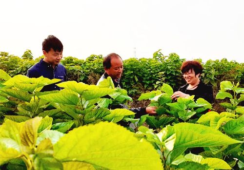 叶县:"化树为粮" 构树种植肥牛羊