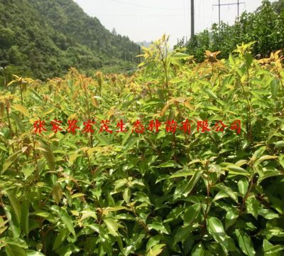 种苗、种子、种球-工程绿化树木 大量供应大叶香樟种子、量大从优-种苗、种子、种球.